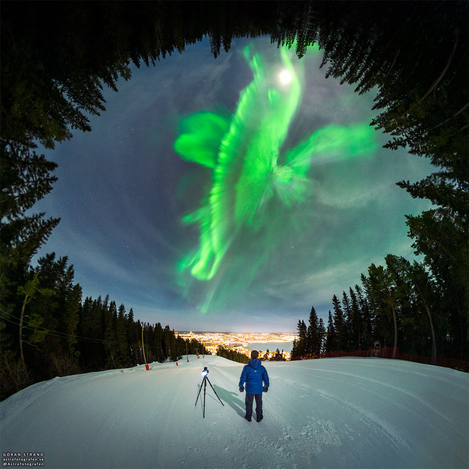 The featured image depicts a bright aurora 
captured earlier this month over Östersund, Sweden.
To some, this coronal aurora may resemble a whale.
Please see the explanation for more detailed information.