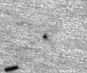 C/2026 P2 (PANSTARRS)