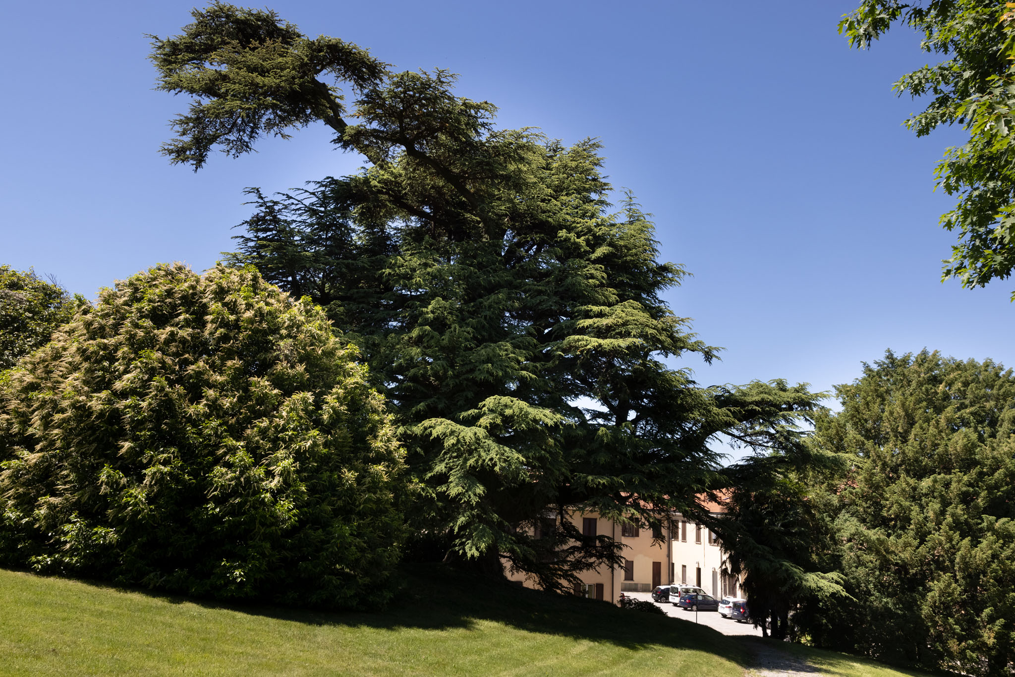 Il cedro del Libano nel parco dell'Osservatorio